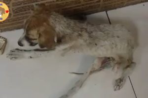 Rescue Homeless Puppy Is So Sick  On The Roadside And Treatment