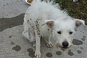 Rescue Homeless paralyzed Dog Was Hit by Car Will Make For Amazing Transformation