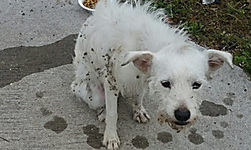 Rescue Homeless paralyzed Dog Was Hit by Car Will Make For Amazing Transformation