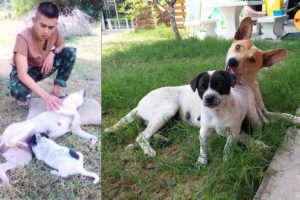 Rescue Mother Dog was Hit By Car and Puppy not Leave Mom - Amazing Story