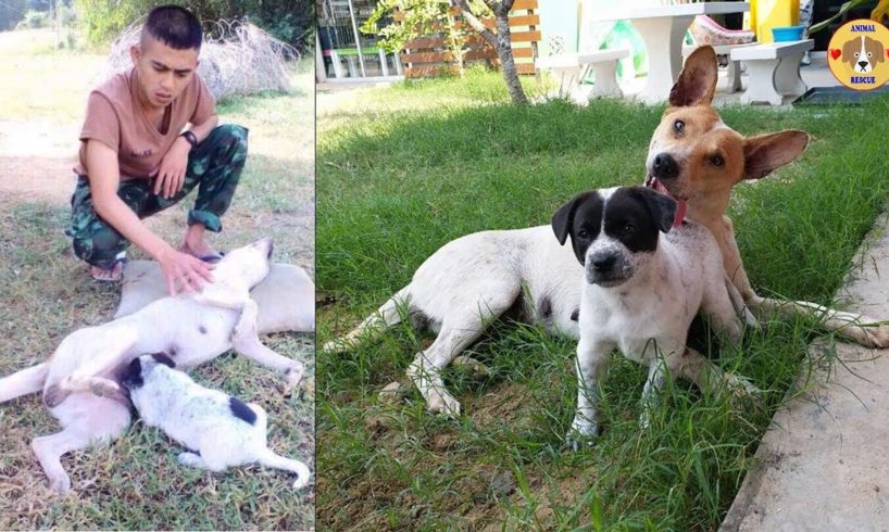 Rescue Mother Dog was Hit By Car and Puppy not Leave Mom - Amazing Story