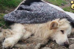 Rescue Of Poor Injured Abandoned Dog On The Roadside