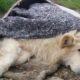 Rescue Of Poor Injured Abandoned Dog On The Roadside