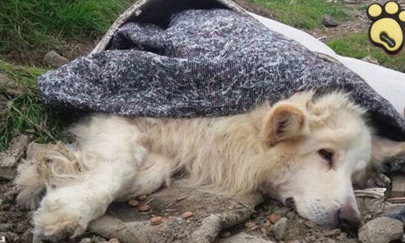 Rescue Of Poor Injured Abandoned Dog On The Roadside