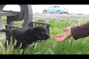 Rescue Of Three Puppies Who Didn't Know They Were Too Close To A Busy Road