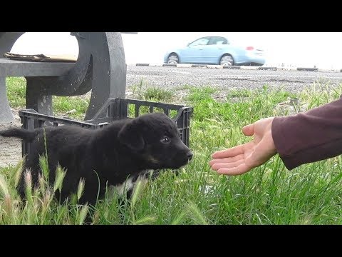 Rescue Of Three Puppies Who Didn't Know They Were Too Close To A Busy Road