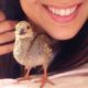 Rescue Partridge Bird Follows His Mom Everywhere | The Dodo