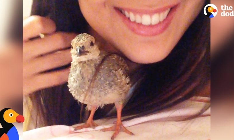 Rescue Partridge Bird Follows His Mom Everywhere | The Dodo