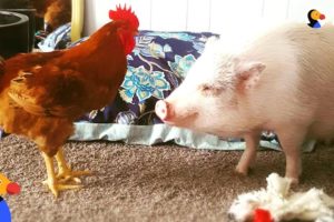 Rescue Pig And His Family Are Saving So Many Animals | The Dodo