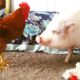 Rescue Pig And His Family Are Saving So Many Animals | The Dodo