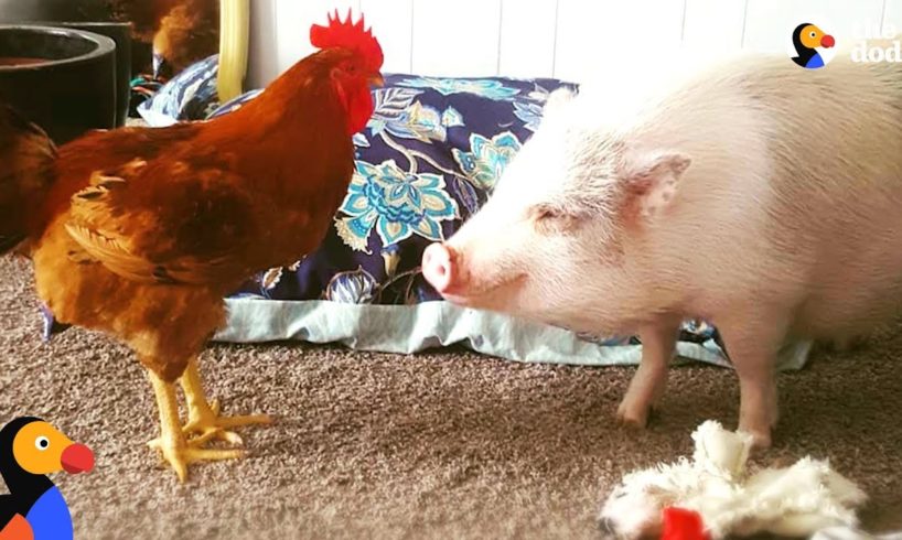 Rescue Pig And His Family Are Saving So Many Animals | The Dodo