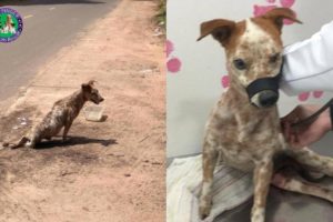 Rescue Poor Blind and Paralyzed Dog Drag Body on The Roadside