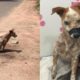 Rescue Poor Blind and Paralyzed Dog Drag Body on The Roadside