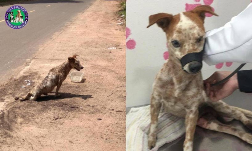 Rescue Poor Blind and Paralyzed Dog Drag Body on The Roadside