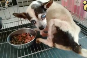 Rescue Poor Chihuahua Being Run Over By Car