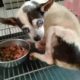 Rescue Poor Chihuahua Being Run Over By Car