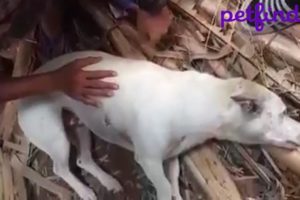 Rescue Poor Dog Lies Motionless On The Road With Stomach Is Bulging