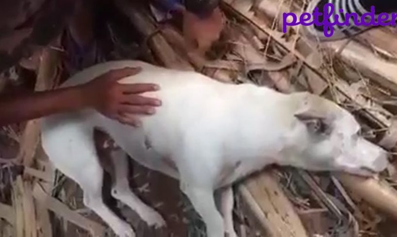 Rescue Poor Dog Lies Motionless On The Road With Stomach Is Bulging