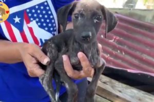 Rescue Poor Puppy In Abandoned House & Amazing Transformation