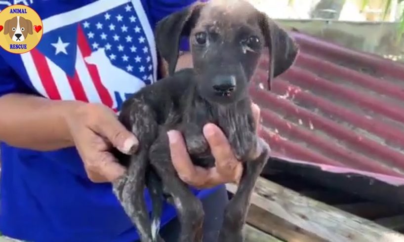 Rescue Poor Puppy In Abandoned House & Amazing Transformation