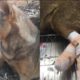 Rescue Pregnant Dog from Slaughter House With Mouth Taped Heartbreaking Story