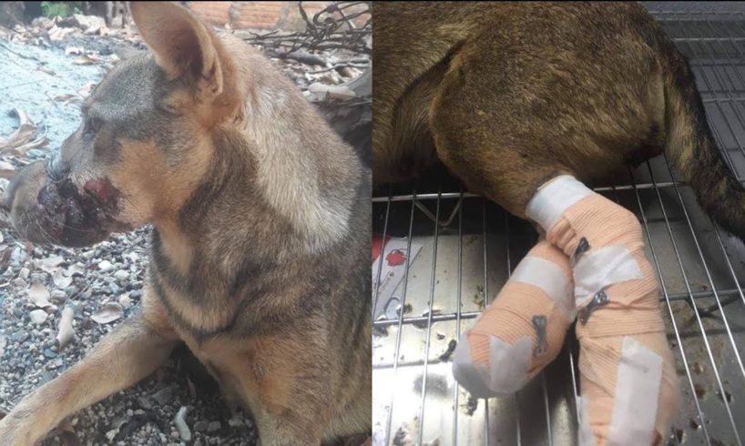 Rescue Pregnant Dog from Slaughter House With Mouth Taped Heartbreaking Story