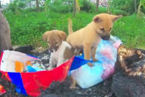 Rescue Puppies abandoned Screaming before the Storm - Please Adopt Poor Dog