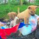 Rescue Puppies abandoned Screaming before the Storm - Please Adopt Poor Dog