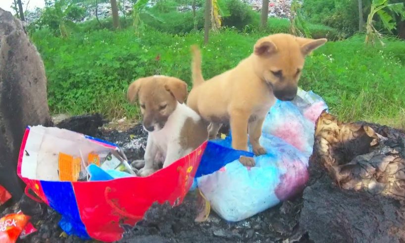 Rescue Puppies abandoned Screaming before the Storm - Please Adopt Poor Dog