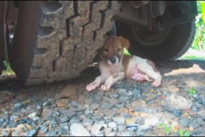 Rescue Puppy Abandoned in Trailer Truck.. Please Adopt Poor Dog