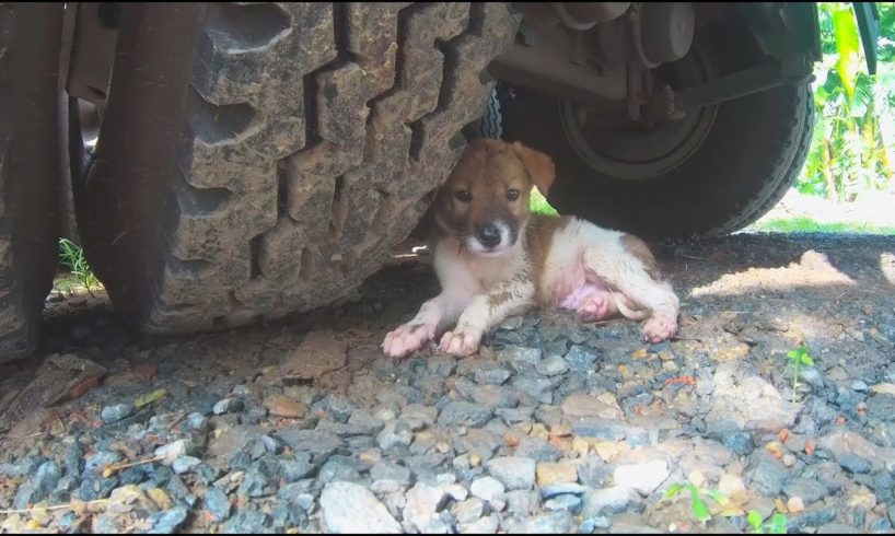 Rescue Puppy Abandoned in Trailer Truck.. Please Adopt Poor Dog