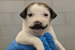 Rescue Puppy Born With The Cutest Mustache Becomes Viral Sensation