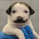 Rescue Puppy Born With The Cutest Mustache Becomes Viral Sensation