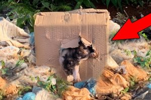 Rescue Puppy Newborn Abandoned In Box Near The Pile Of Rubbish | Rescues Millions Of Hearts