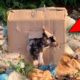 Rescue Puppy Newborn Abandoned In Box Near The Pile Of Rubbish | Rescues Millions Of Hearts