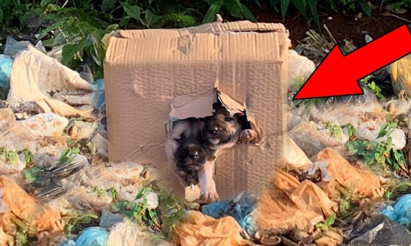 Rescue Puppy Newborn Abandoned In Box Near The Pile Of Rubbish | Rescues Millions Of Hearts