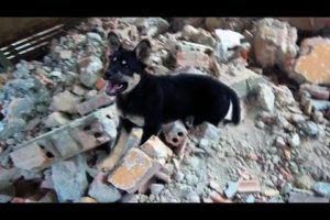 Rescue Puppy, just hear screams in rubble, Difficult And Dangerous Rescue