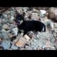 Rescue Puppy, just hear screams in rubble, Difficult And Dangerous Rescue