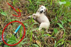 Rescue The Dog Stuck To The Fishing Rod... The Desperate Cry