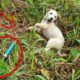 Rescue The Dog Stuck To The Fishing Rod... The Desperate Cry