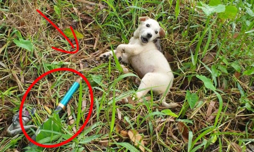 Rescue The Dog Stuck To The Fishing Rod... The Desperate Cry