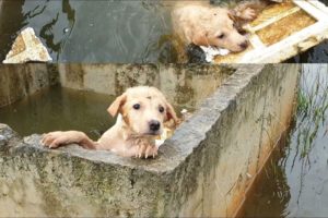 Rescue The Dog Washed Away By The Flood Water And Stuck In The Hole...The Insensitivity Of People