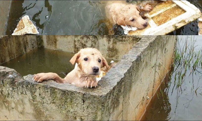 Rescue The Dog Washed Away By The Flood Water And Stuck In The Hole...The Insensitivity Of People