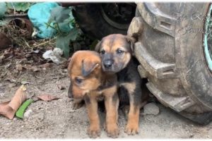 Rescue Two Abandoned Puppies BeSide A DumpSter - Dog Rescue Stories Will Melt Your Heart