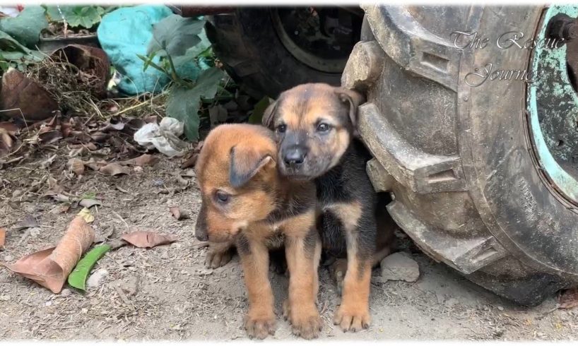 Rescue Two Abandoned Puppies BeSide A DumpSter - Dog Rescue Stories Will Melt Your Heart