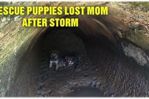 Rescue Two Little Puppies Without Mom - Puppies Are Stuck In Water Pipes After The Storm