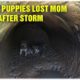 Rescue Two Little Puppies Without Mom - Puppies Are Stuck In Water Pipes After The Storm