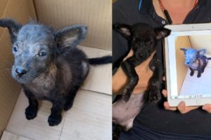 Rescue of Poor Puppy Abandoned On The Road