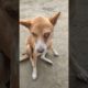 Rescue of a Scared Homeless One Eyed Dog - Injured Dog Rescue Videos Youtube - Animal Shelters Near