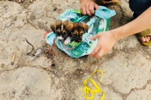 Rescue two dogs abandoned outside the giant landfill...The incredible rescue